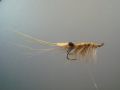 Clearwater Shrimp