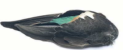 Teal Wing Pairs